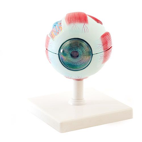 Eye Model 6 Parts